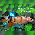 Orange Koi Tiger Galaxy JUMBO GIANT HMPK Female