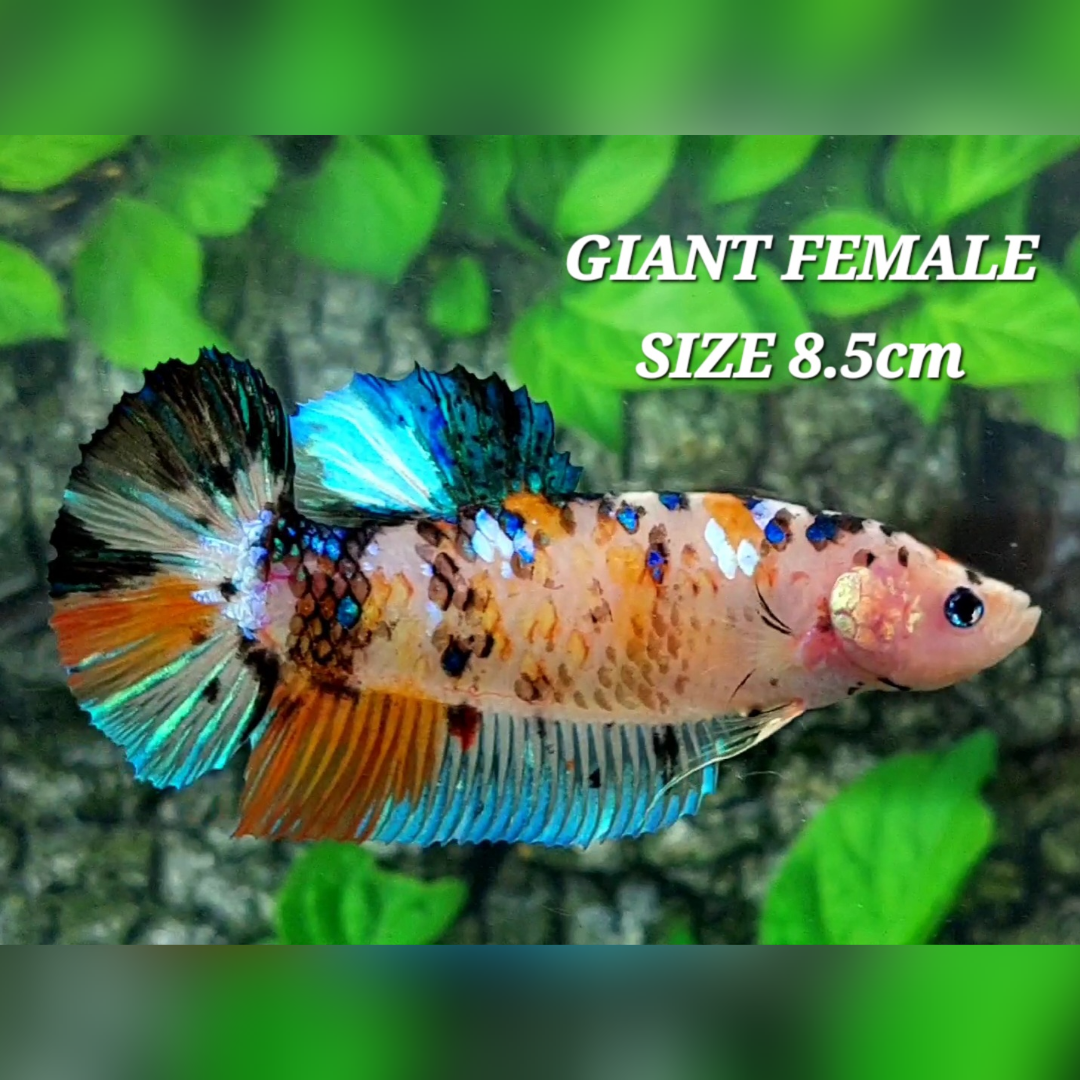 Orange Koi Tiger Galaxy JUMBO GIANT HMPK Female