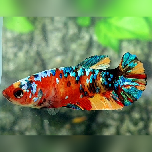 Multicolor Galaxy HMPK Female For Sorority / Breed