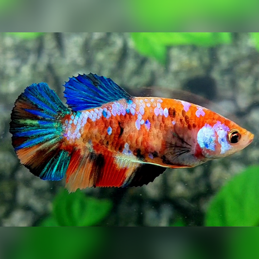 Multicolor Galaxy HMPK Female For Sorority / Breed