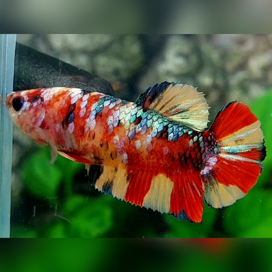 Multicolor Candy Galaxy HMPK Female For Sorority / Breed