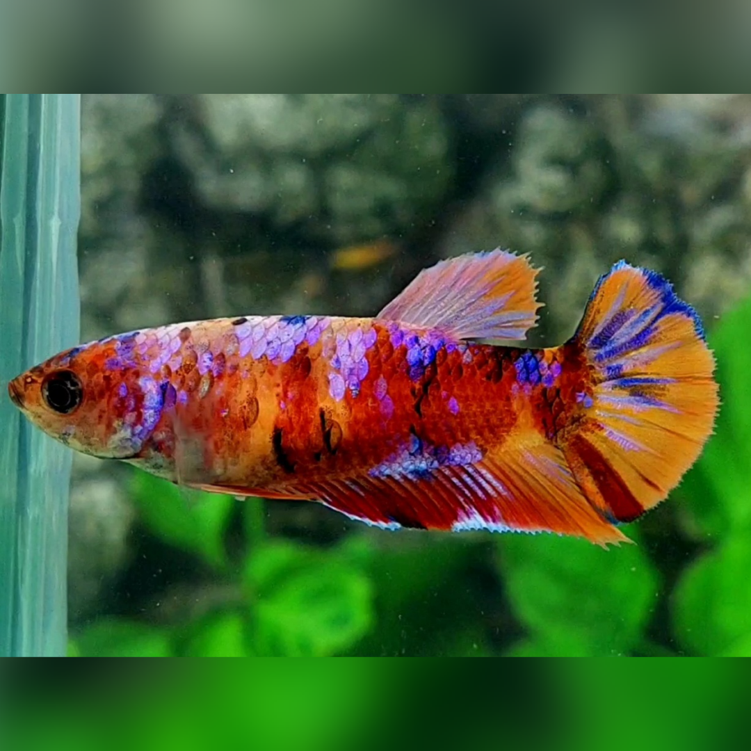 Multicolor Purple Candy Galaxy HMPK Female For Sorority / Breed