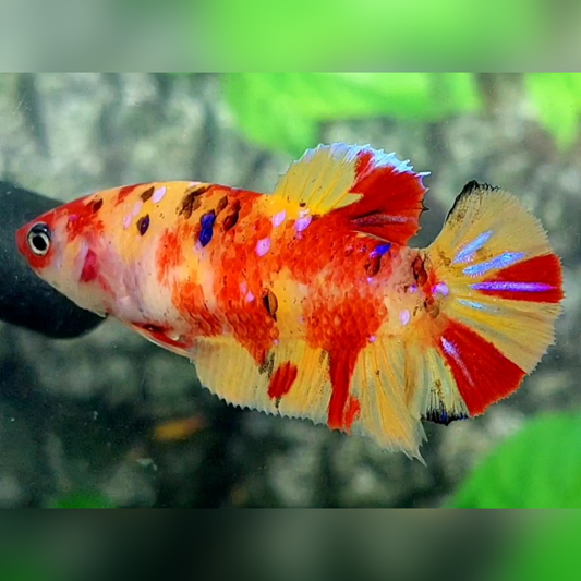 Leopard Candy Galaxy HMPK Female For Sorority / Breed