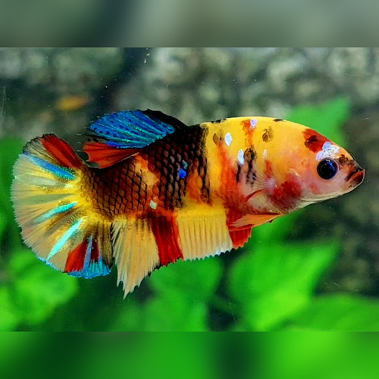 Multicolor Yellowbase Tiger Galaxy HMPK Female For Sorority / Breed