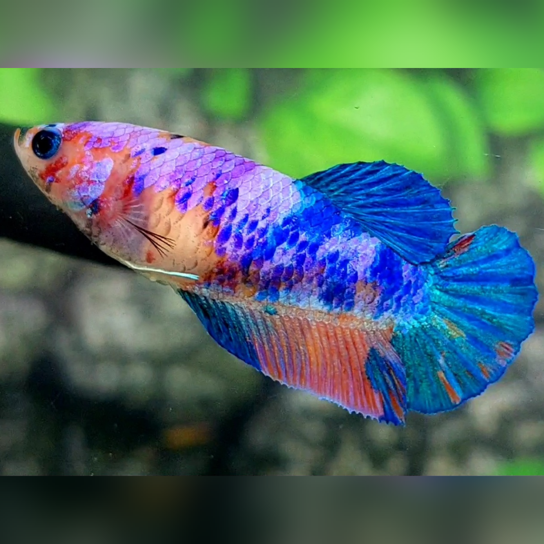 Multicolor Candy HMPK Female For Sorority / Breed