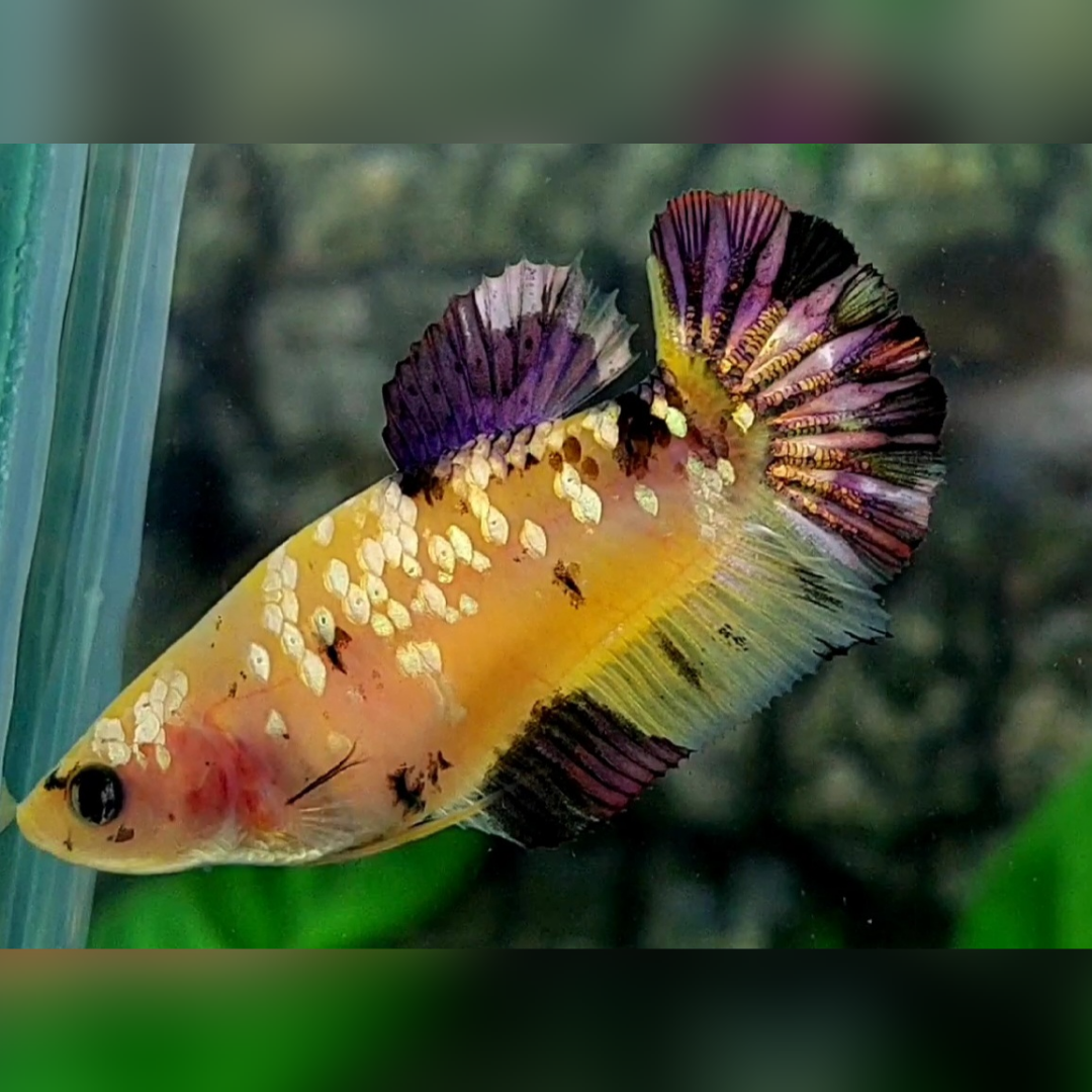 Yellow Copper Purple Gold Galaxy HMPK Female For Sorority / Breed