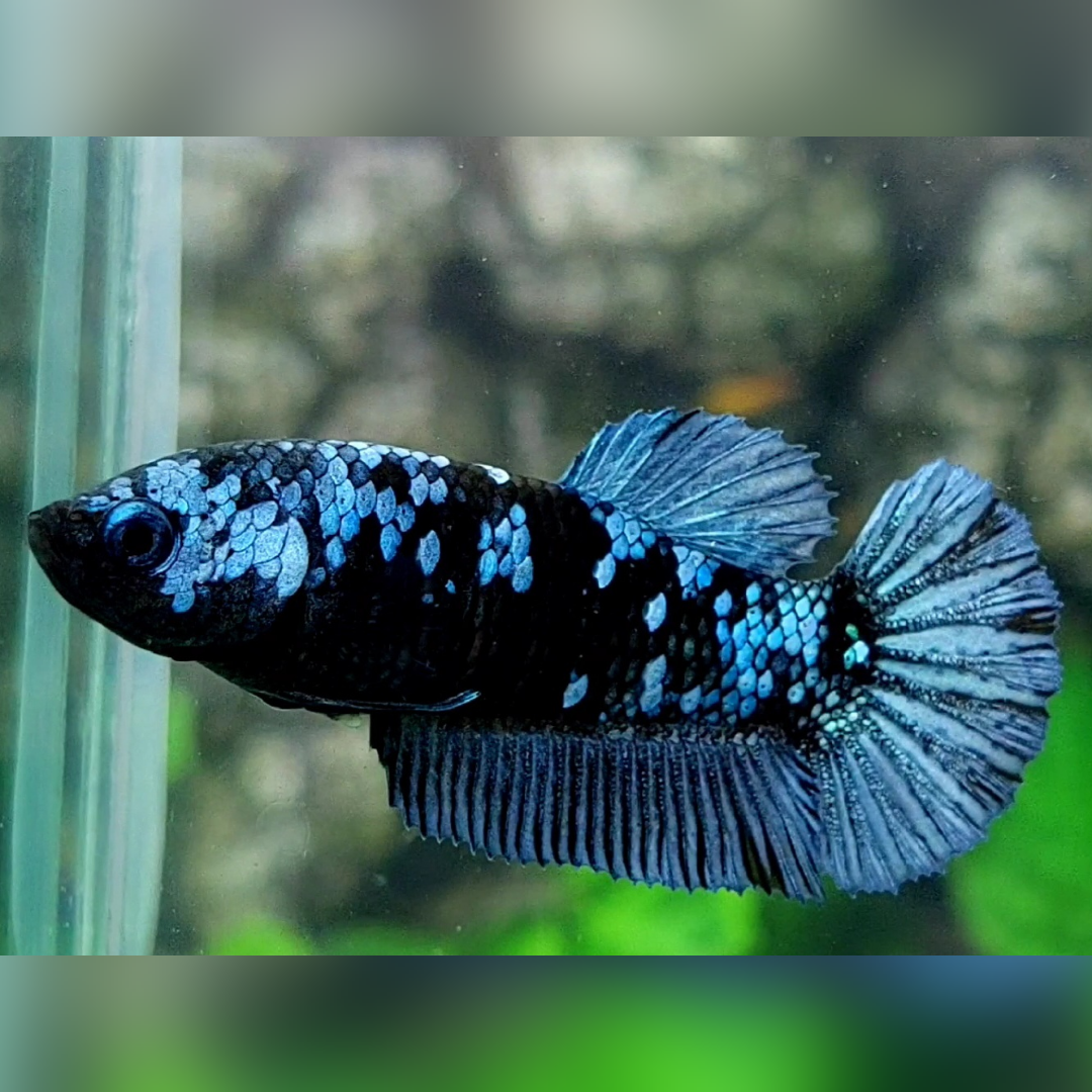 Avatar Grey HMPK Female For Sorority / Breed