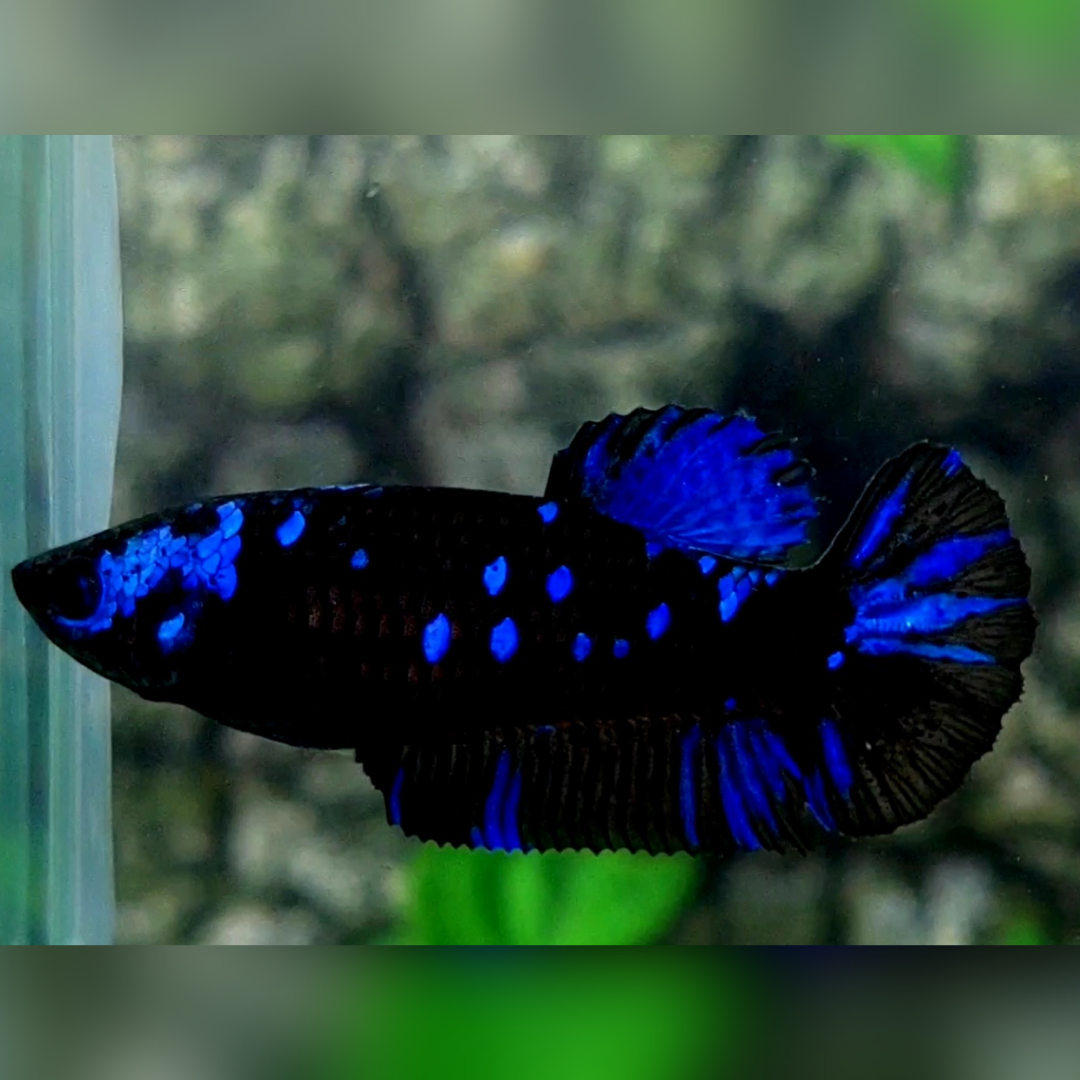 Blackstar Blue HMPK Female For Sorority / Breed