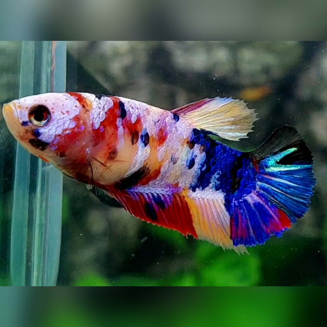 Multicolor Galaxy HMPK Female For Sorority / Breed