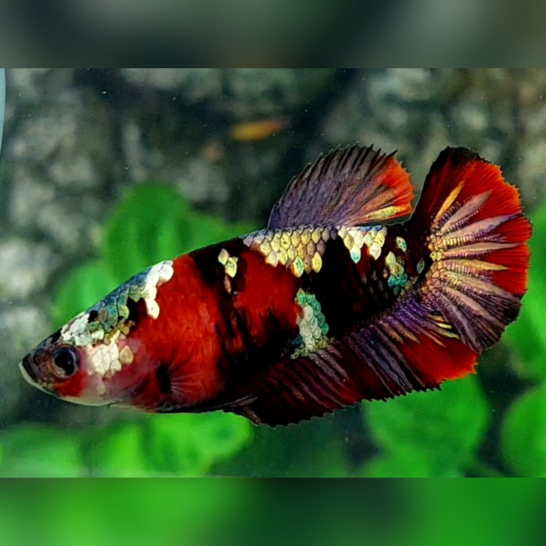 Red Tiger Copper Purple Gold Galaxy HMPK Female For Sorority / Breed