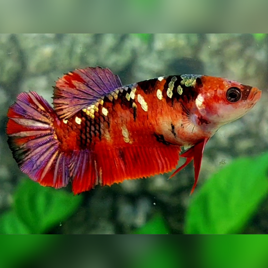 Red Koi Copper Purple Gold Galaxy HMPK Female For Sorority / Breed