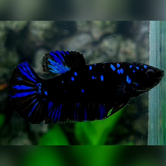 Blackstar Blue HMPK Female For Sorority / Breed