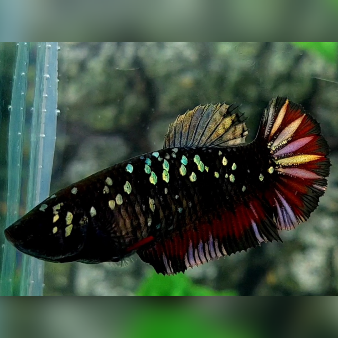 Blackstar Red Copper Gold HMPK Female For Sorority / Breed