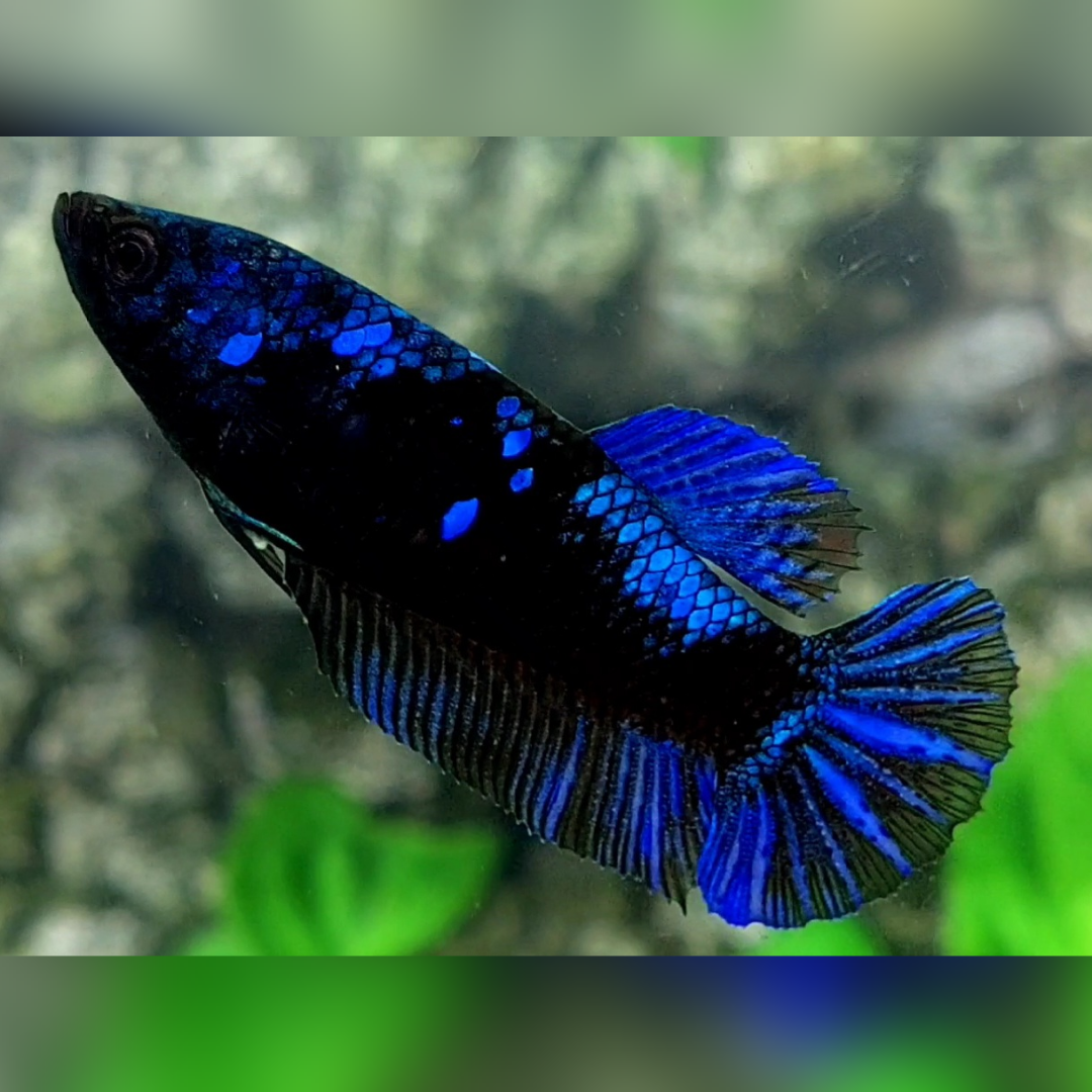 Blackstar Blue HMPK Female For Sorority / Breed