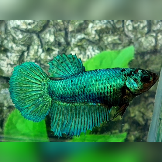 Super Green Halfmoon Female For Sorority / Breed