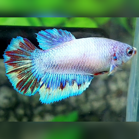 Pink Skyblue Fancy Halfmoon Female For Sorority / Breed