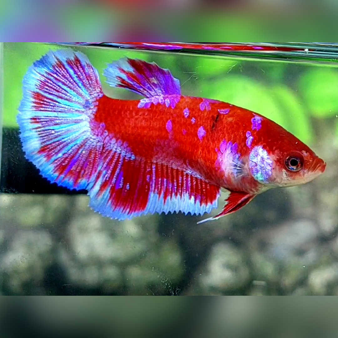 Red Purple Galaxy Barongsai Halfmoon Female For Sorority / Breed