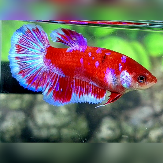 Red Purple Galaxy Barongsai Halfmoon Female For Sorority / Breed