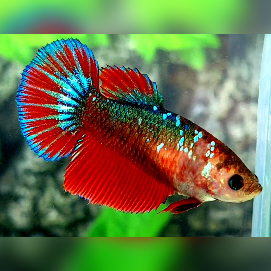 Green Fancy Hellboy Halfmoon Female For Sorority / Breed