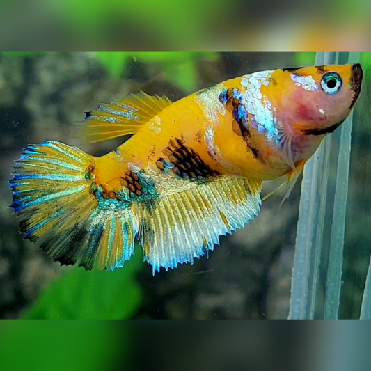 Yellow Tiger Galaxy Barongsai Halfmoon Female For Sorority / Breed