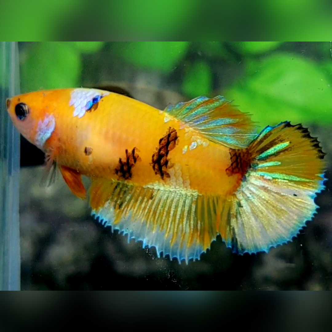 Yellow Tiger Galaxy Barongsai Halfmoon Female For Sorority / Breed