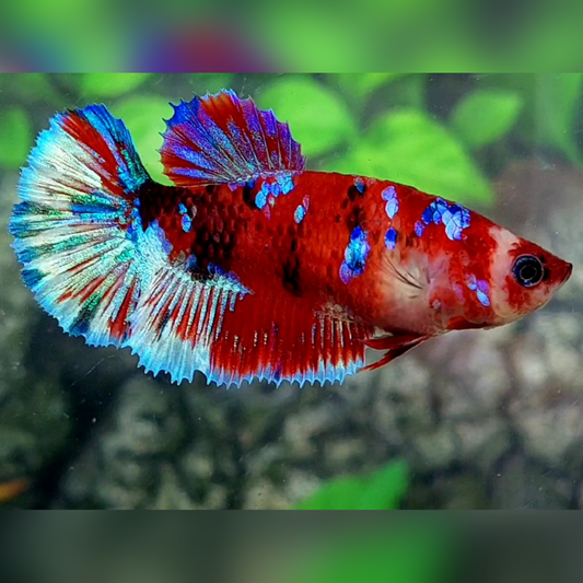 Red Galaxy Barongsai Halfmoon Female For Sorority / Breed