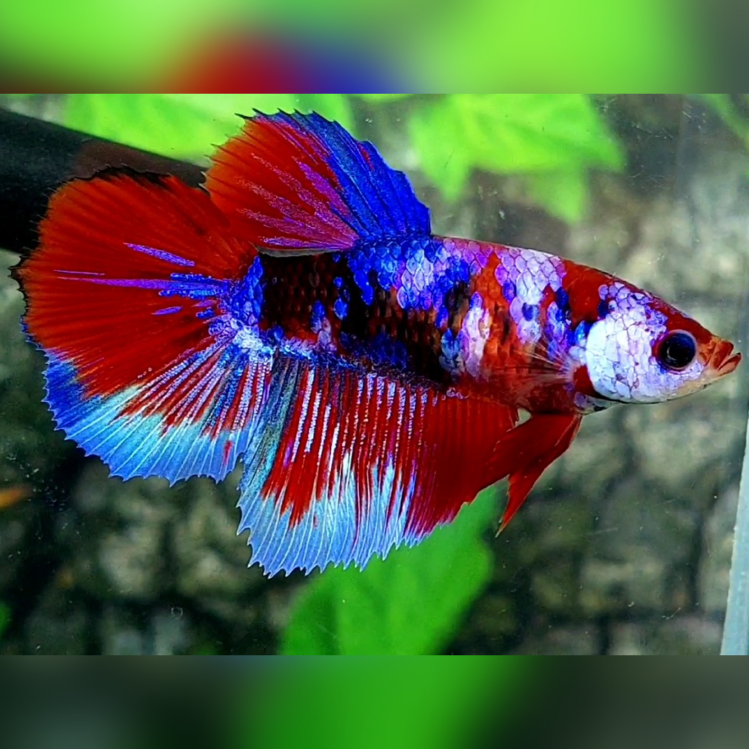 Multicolor Red Purple Galaxy Halfmoon Female For Sorority / Breed