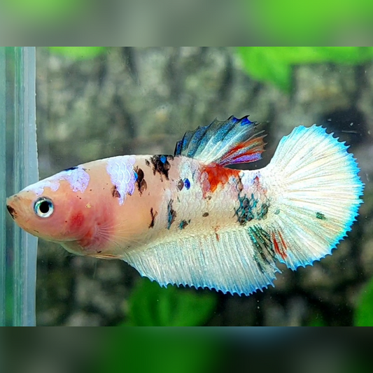 Platinum Barongsai Halfmoon Female For Sorority / Breed