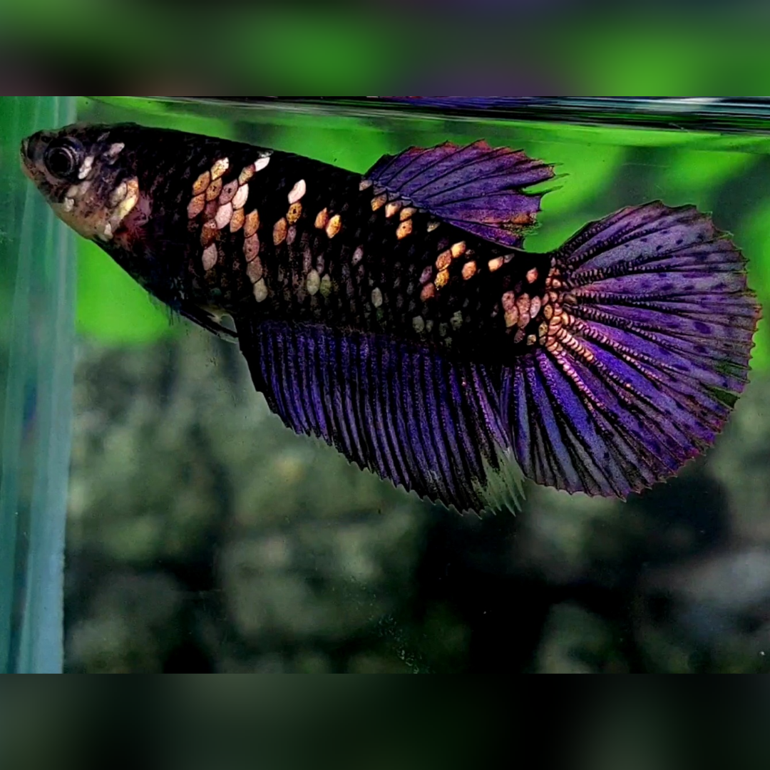 Blackstar Purple Copper Gold Galaxy Halfmoon Female For Sorority / Breed