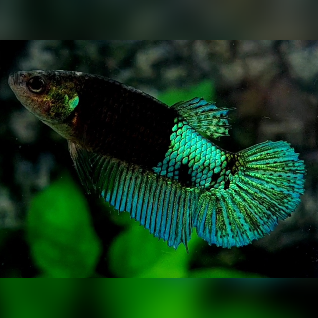 Half Black Green Light Halfmoon Female For Sorority / Breed