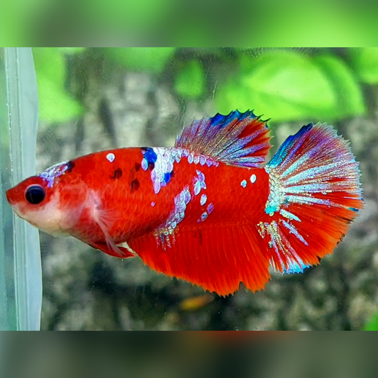 Multicolor Red Galaxy Halfmoon Female For Sorority / Breed