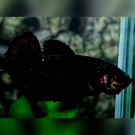 Black Nebula Halfmoon Female For Sorority / Breed