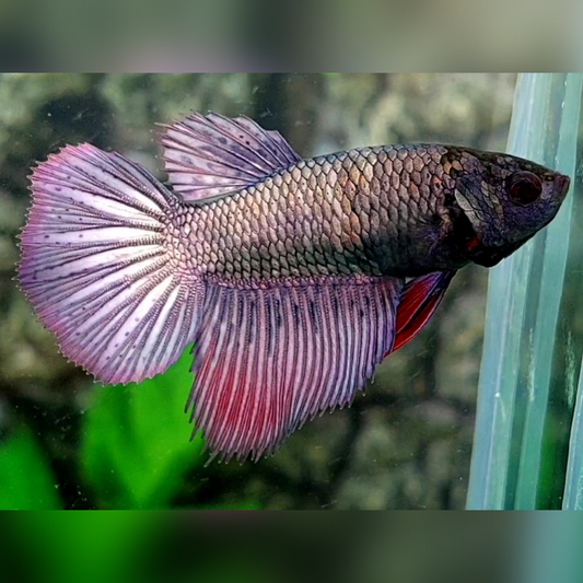 Copper Purple Halfmoon Female For Sorority / Breed