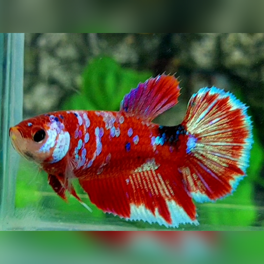 Red Galaxy Barongsai Halfmoon Female For Sorority / Breed