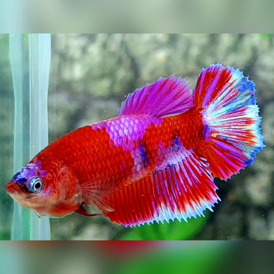 Red Purple Pink Barongsai Halfmoon Female For Sorority / Breed