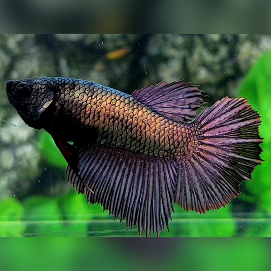 Copper Gold Purple Halfmoon Female For Sorority / Breed