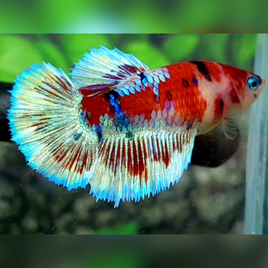 Red Barongsai Halfmoon Female For Sorority / Breed