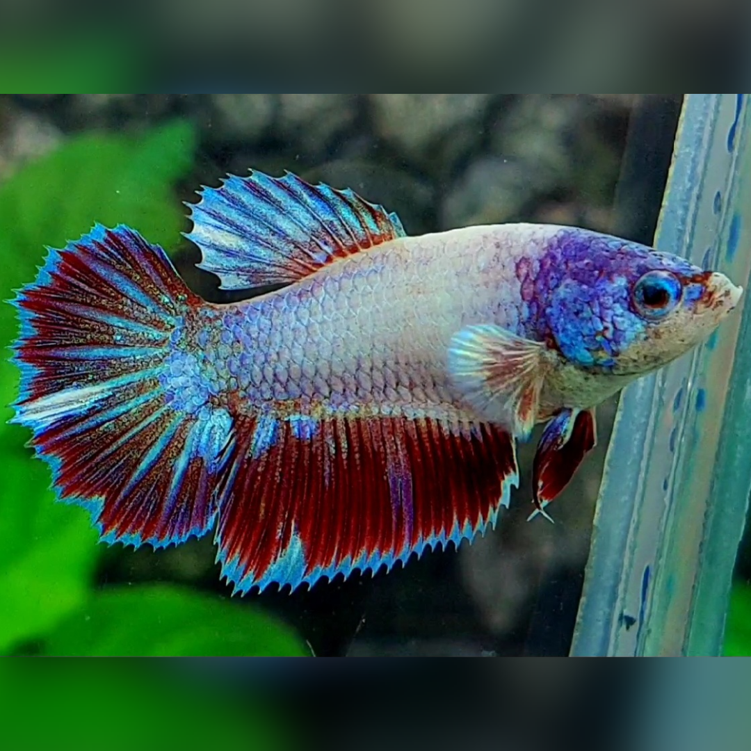 Purple Head Pink Fancy Halfmoon Female For Sorority / Breed