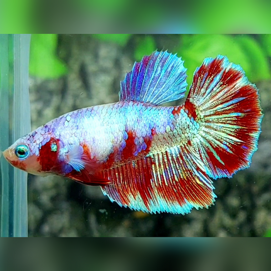 Multicolor Purple Barongsai Halfmoon Female For Sorority / Breed