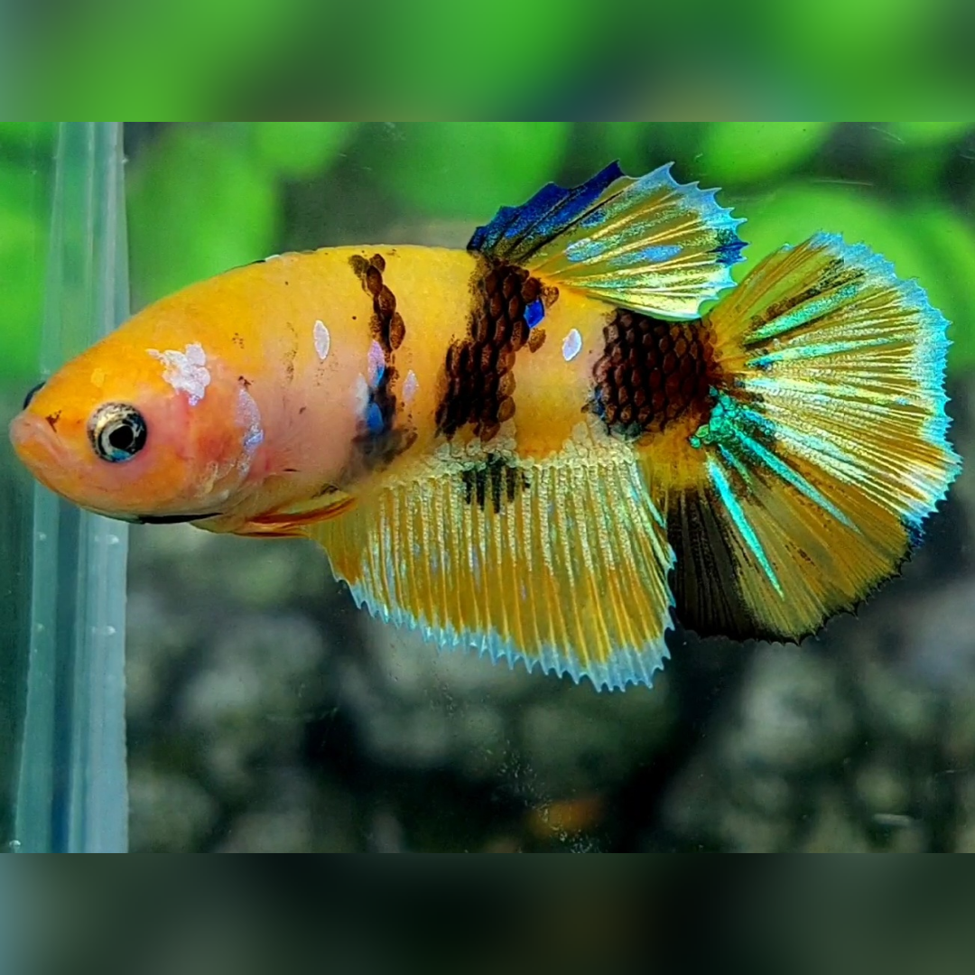 Yellow Koi Tiger Galaxy Halfmoon Female For Sorority / Breed