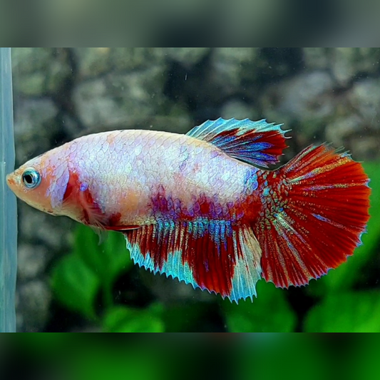 Multicolor Pink Candy Halfmoon Female For Sorority / Breed