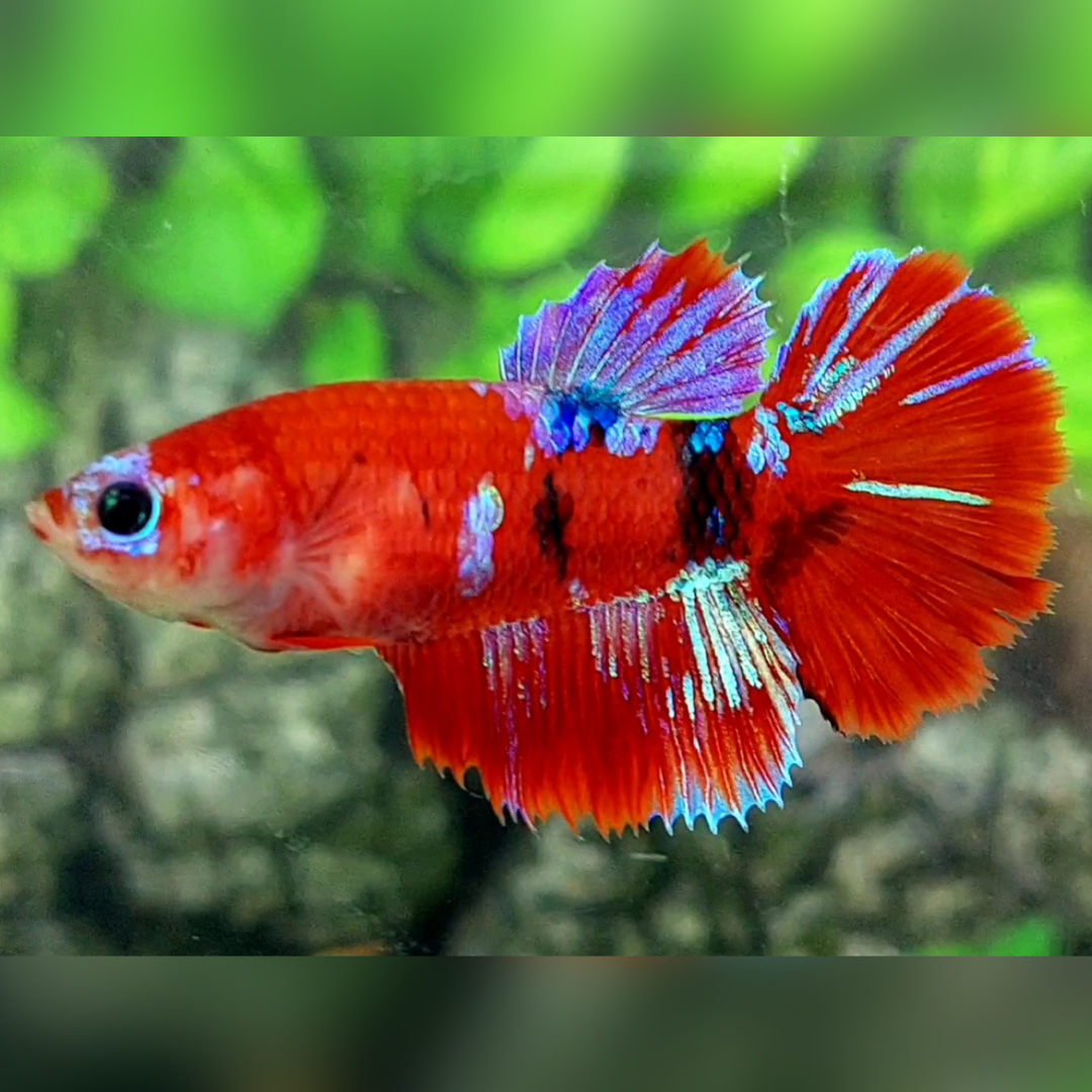 Multicolor Red Galaxy Halfmoon Female For Sorority / Breed