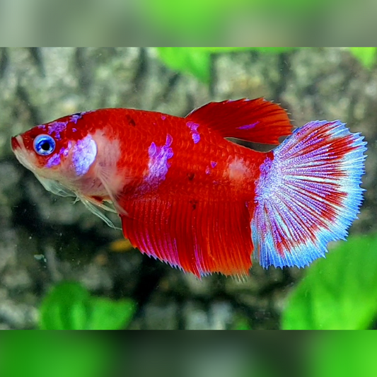 Red Galaxy Purple Barongsai Halfmoon Female For Sorority / Breed