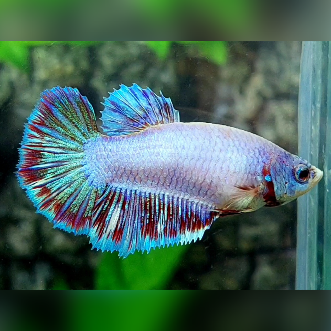 Skyblue Purple Pink Fancy Halfmoon Female For Sorority / Breed