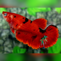 Red Tiger Halfmoon Female For Sorority / Breed