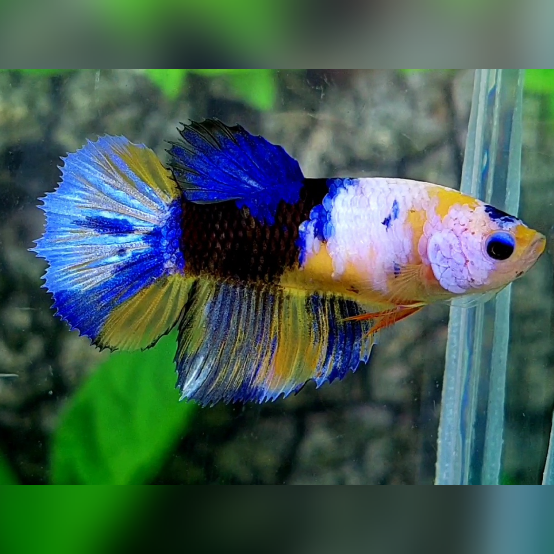 Yellow Tiger Blue Pink Galaxy Halfmoon Female For Sorority / Breed