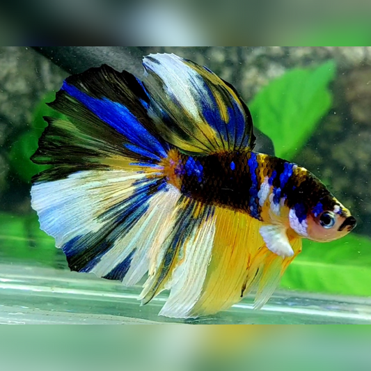 Yellow Black Blue Galaxy Halfmoon Male