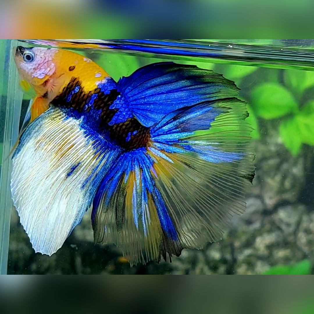 Yellow Tiger Blue Galaxy Halfmoon Male