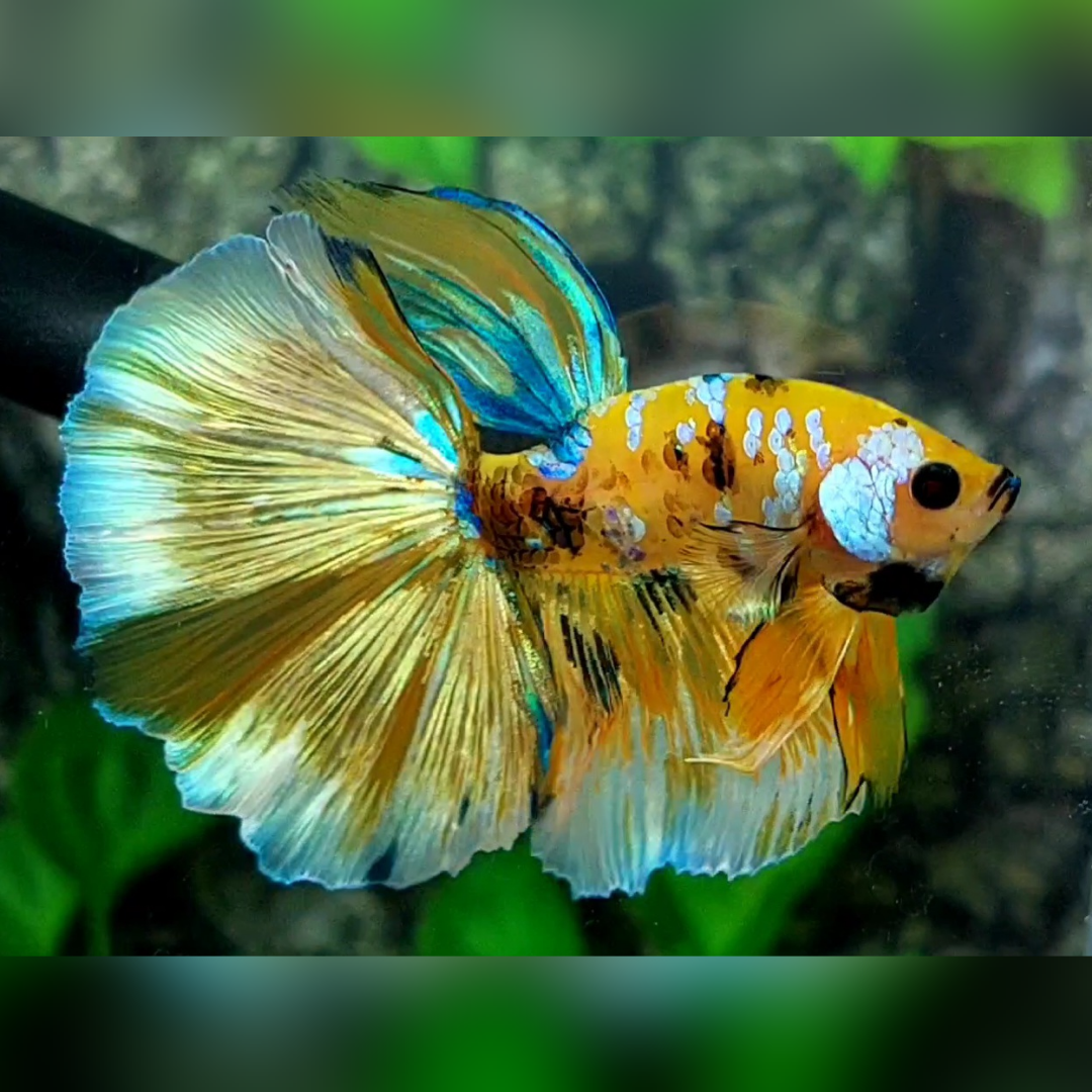 Yellow Gold Galaxy Halfmoon Male