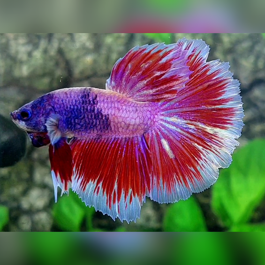 Pink Purple Fancy Halfmoon Male